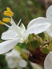 Libertia