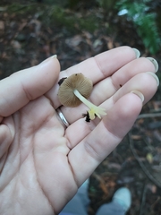 Bolbitius aleuriatus