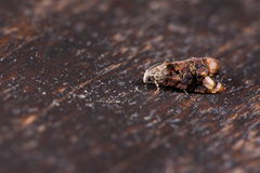 Fansipaniana