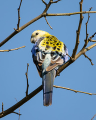 Platycercus adscitus