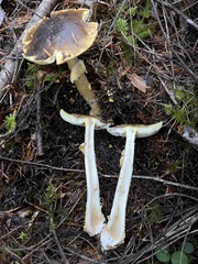Amanita augusta