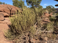 Ephedra viridis