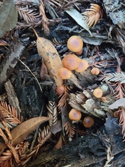 Tubaria furfuracea