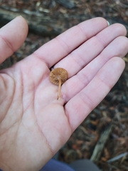 Tubaria furfuracea