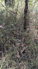 Tricoryne anceps pterocaulon