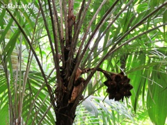 Astrocaryum mexicanum