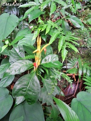Aphelandra
