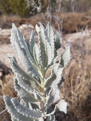 Eriodictyon tomentosum