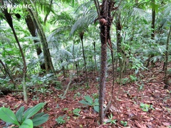 Astrocaryum mexicanum