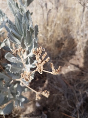 Eriodictyon tomentosum