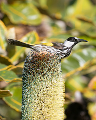Phylidonyris niger