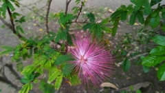 Calliandra tergemina