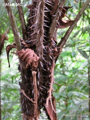 Astrocaryum mexicanum