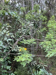 Senna bicapsularis