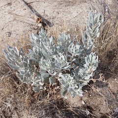 Eriodictyon tomentosum