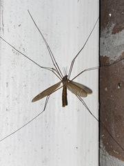 Tipula paludosa