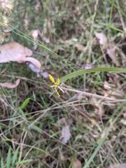 Tricoryne anceps pterocaulon