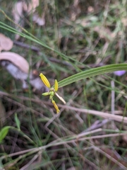 Tricoryne anceps pterocaulon