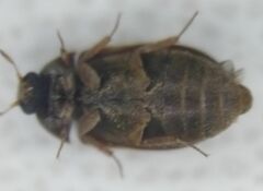 Attagenus smirnovi