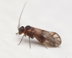 Peripsocus