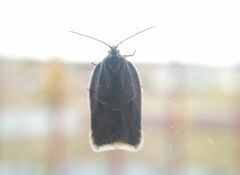 Acleris logiana