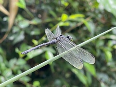 Agrionoptera insignis