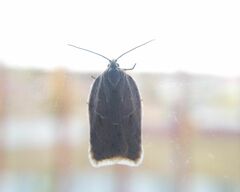 Acleris logiana