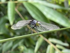 Agrionoptera insignis