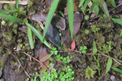 Hydrocotyle tripartita