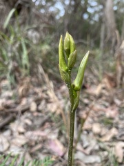 Cryptostylis subulata