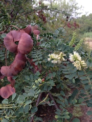 Senegalia wrightii