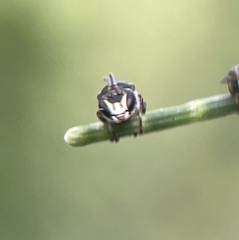 Hylaeus littleri