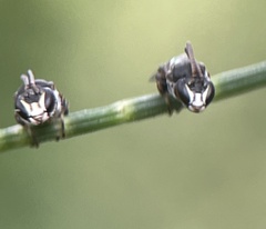 Hylaeus littleri