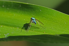 Condylostylus comatus