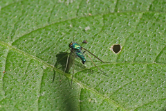 Condylostylus comatus