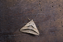 Blasticorhinus bifasciata