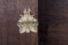 Stauropus sikkimensis