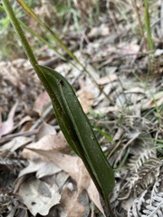 Cryptostylis subulata
