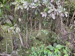 Tabebuia cassinoides