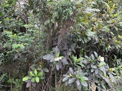 Tabebuia cassinoides