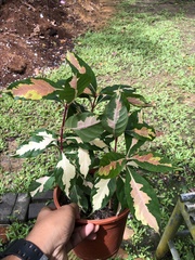 Graptophyllum pictum