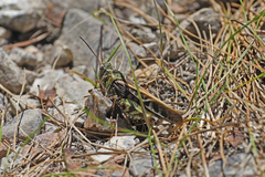 Pardalophora phoenicoptera