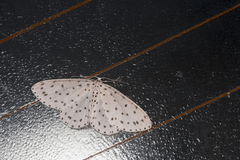 Xenoplia trivialis