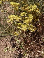 Eriogonum corymbosum