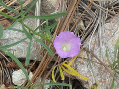 Ipomoea plummerae