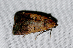 Hydrillodes funestalis