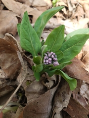 Mertensia virginica