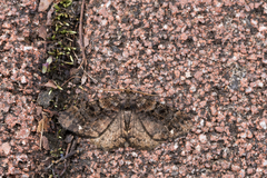 Parectropis subflava