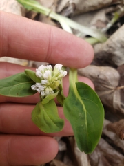 Mertensia virginica