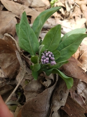 Mertensia virginica